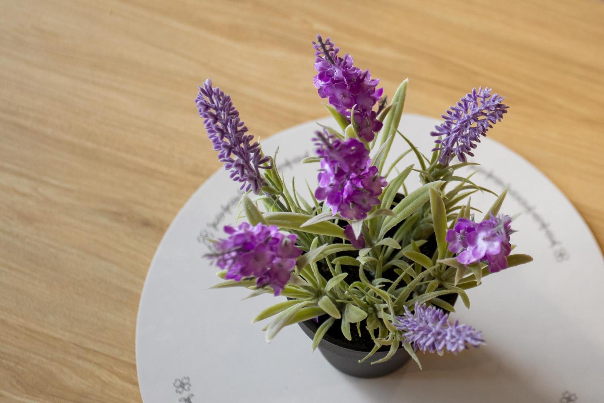 Spring Special Cbd Free Parking Apartment Christchurch Bagian luar foto